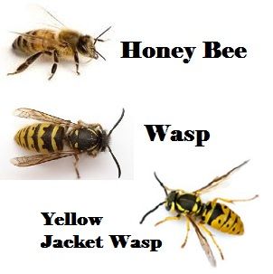 Wasp Illustration