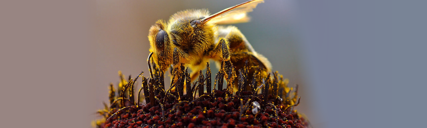 WestPlainsBeekeepersAssociation FullScreenHoneyBee