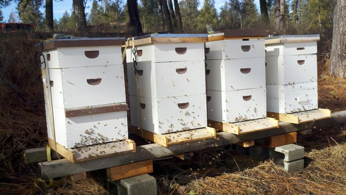 Langstroth Hives